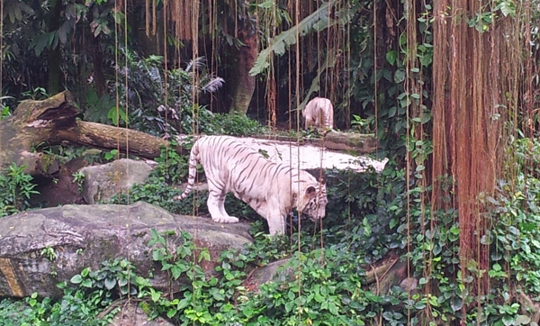 Singapore Zoo White Tiger